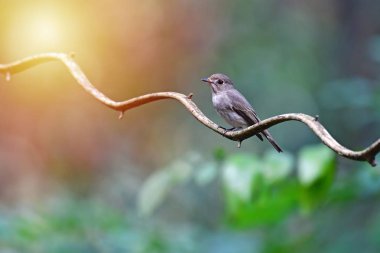 Asya kahverengi sinekkapan kuş