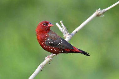 Kırmızı avadavat kuş