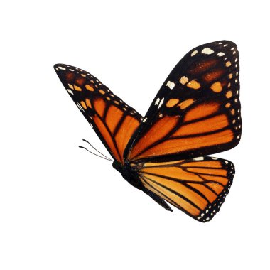 güzel kelebek monarch