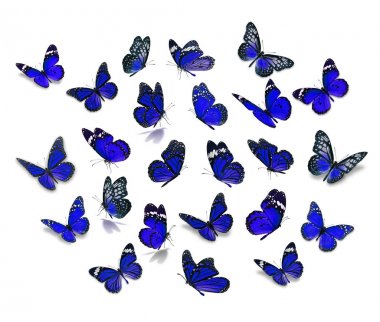 Büyük set Monarch kelebek