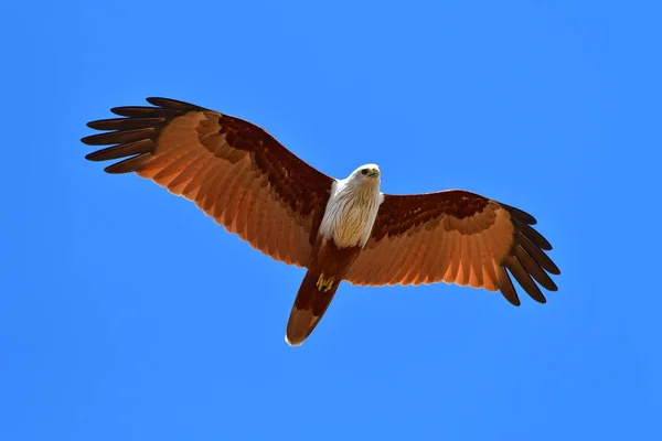 Brahminy latawiec ptak — Zdjęcie stockowe
