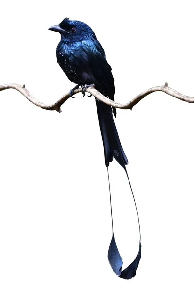 Pássaro Drongo-de-cauda-de-raquete — Fotografia de Stock