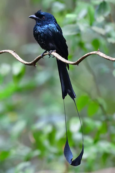 Groter Racket-tailed Drongo vogel — Stockfoto