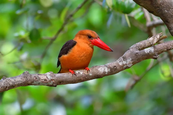 Kingfisher kuş Brown kanatlı — Stok fotoğraf