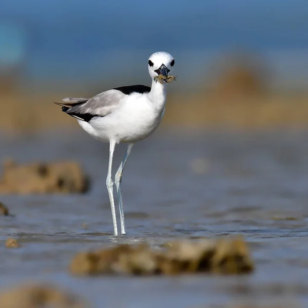 Krab Plover vogel — Stockfoto