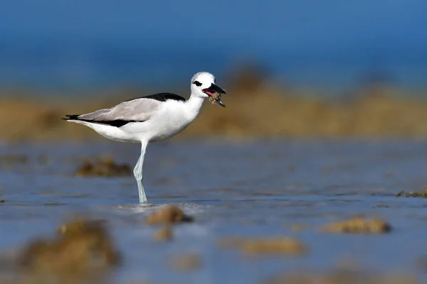 Krab Plover vogel — Stockfoto