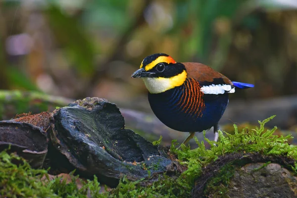 Malayan Banded Pitta Bird — Stock Photo, Image