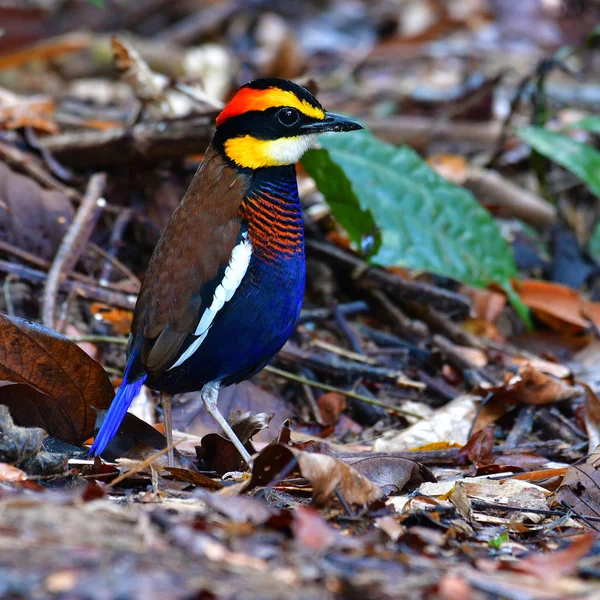 Malayan Banded Pitta Bird — Stock Photo, Image