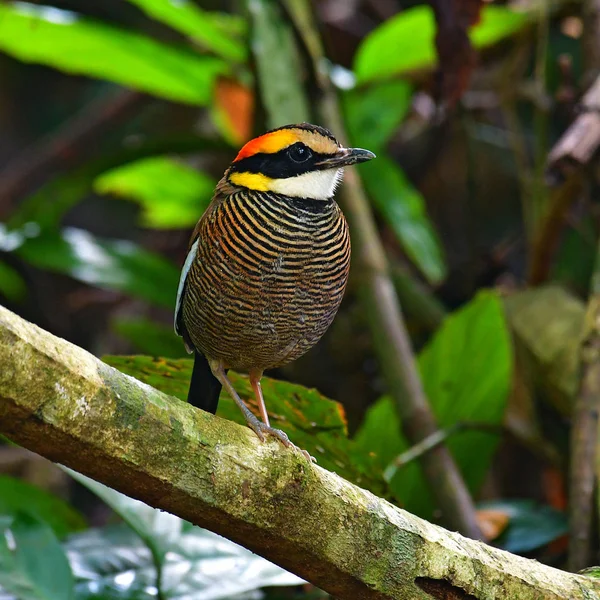 Malaiisch gebänderter Pitta-Vogel — Stockfoto