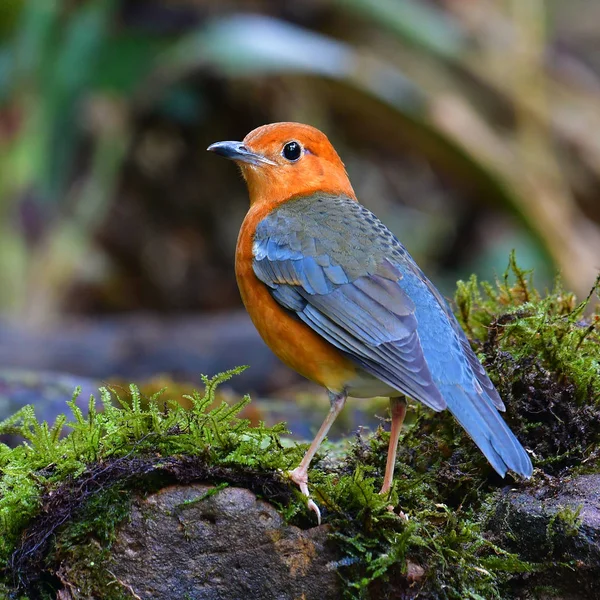 Orange-headed trast fågel — Stockfoto