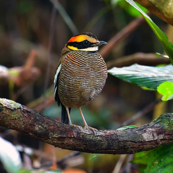 Malajské pruhované Pitta pták — Stock fotografie