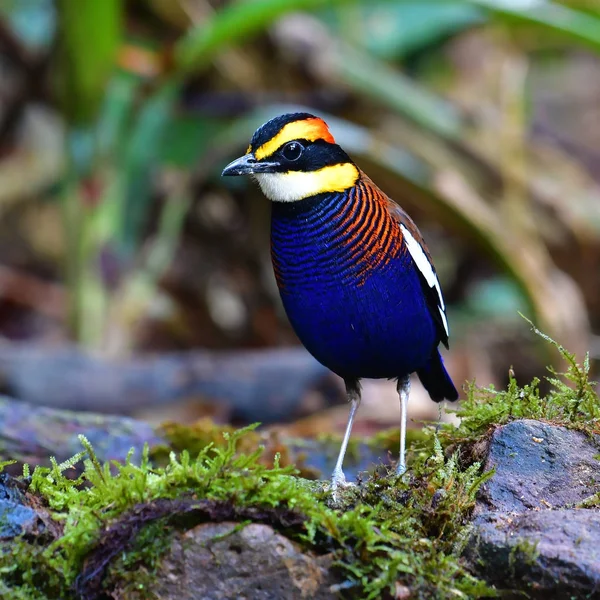 Малайская полосатая птица — стоковое фото
