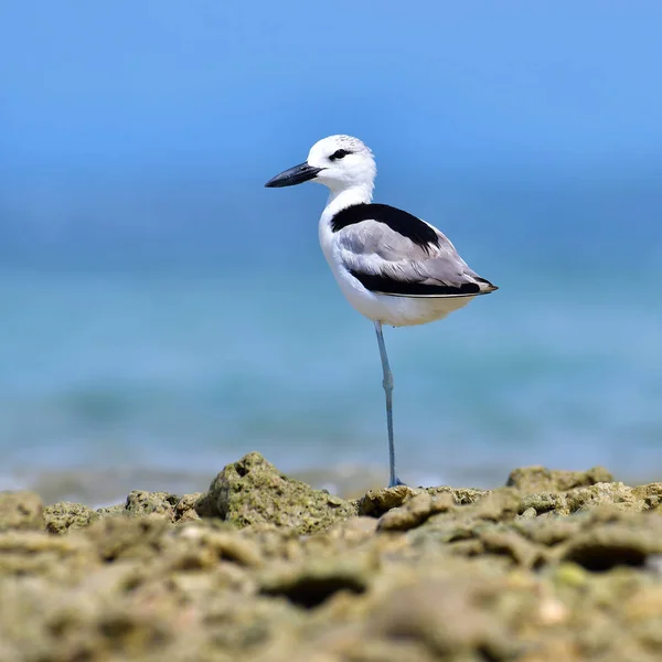 Krab Plover vogel — Stockfoto