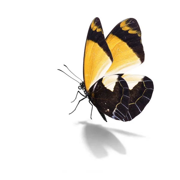 Красивая жёлтая бабочка — стоковое фото