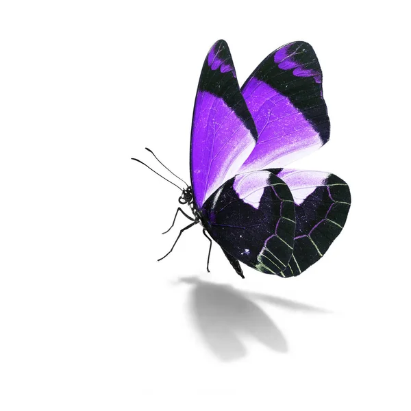 Schöner lila Schmetterling — Stockfoto