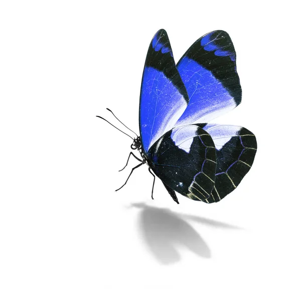 Mooie blauwe vlinder — Stockfoto