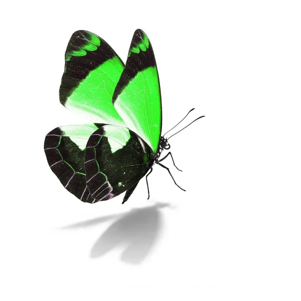 Beautiful green butterfly — Stock Photo, Image