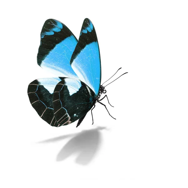 Beautiful blue butterfly — Stock Photo, Image