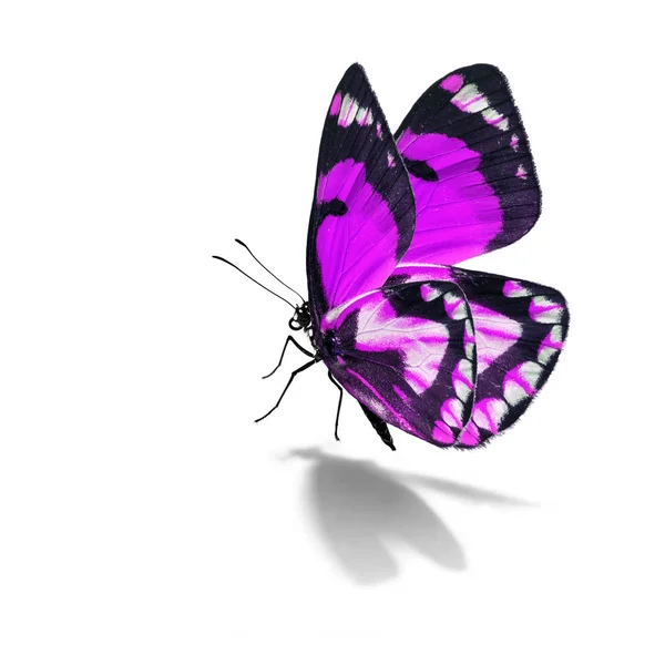 Beau papillon violet — Photo