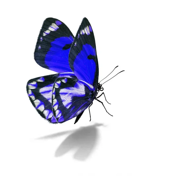 Schöner blauer Schmetterling — Stockfoto