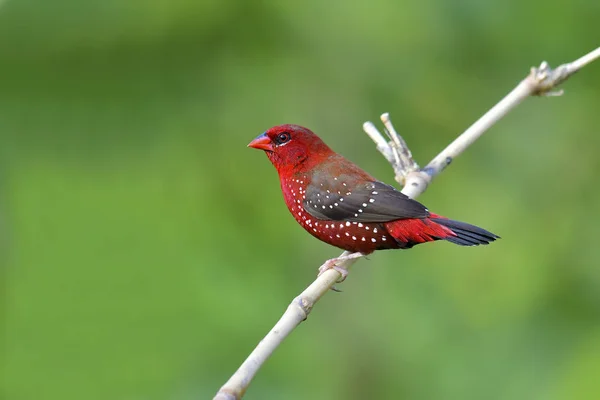 Červená avadavat pták — Stock fotografie