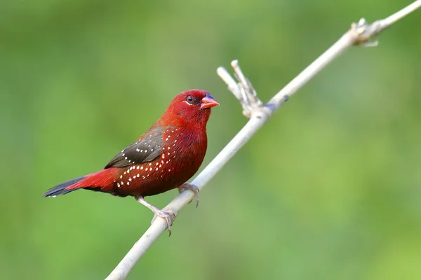 Rode avadavat vogel — Stockfoto