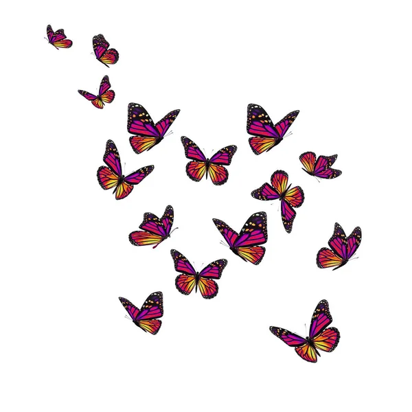 Hermosa mariposa monarca —  Fotos de Stock