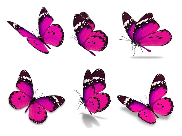 Seis borboleta monarca — Fotografia de Stock