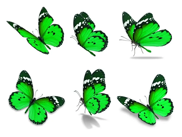 Seis mariposa monarca — Foto de Stock