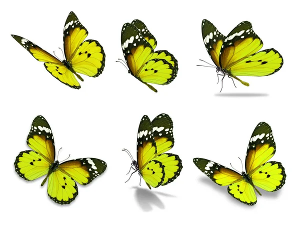 Seis mariposa monarca —  Fotos de Stock