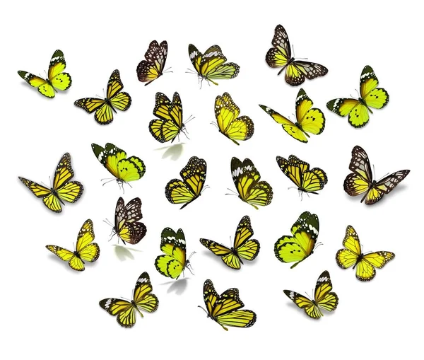 Conjunto grande Mariposa Monarca — Foto de Stock