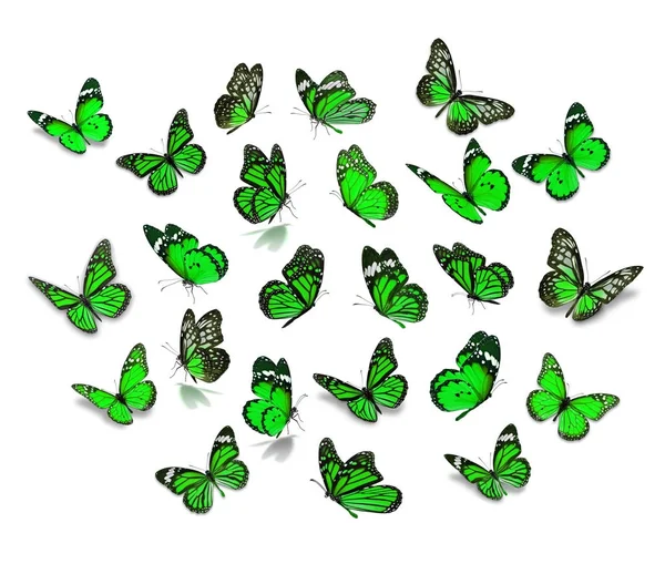 Grand ensemble papillon monarque — Photo