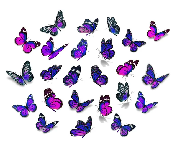 Velký set motýl monarcha — Stock fotografie