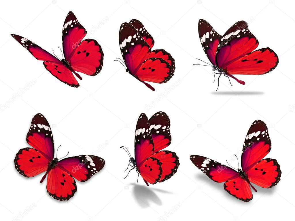 six monarch butterfly