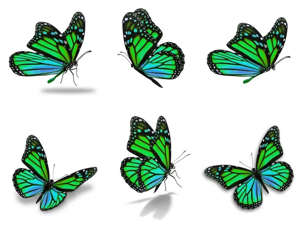 Monarch butterflies set — Stockfoto