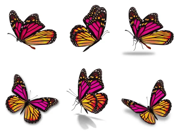 Monarch butterflies set — стоковое фото