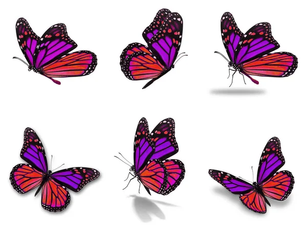 Zestaw monarcha motyle — Zdjęcie stockowe