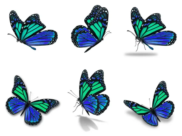 Mariposas monarca conjunto —  Fotos de Stock