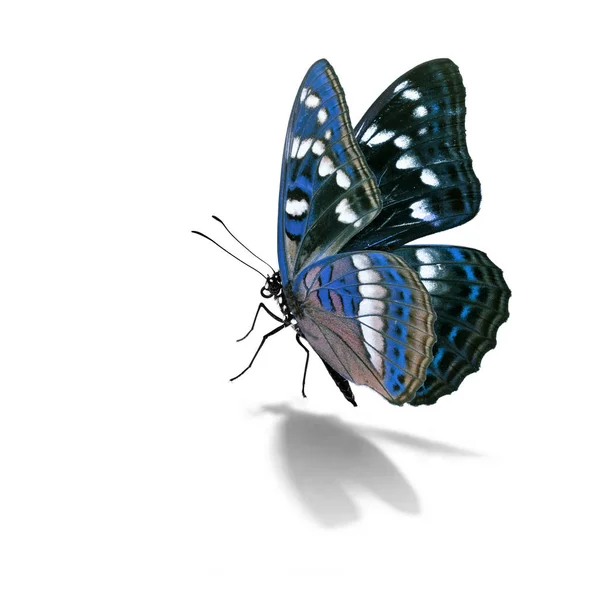 Красива барвиста метелик — стокове фото