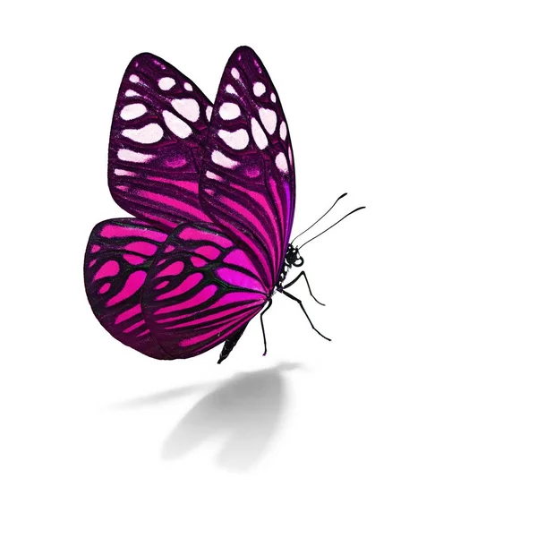 Beautiful colorful butterfly — Stock Photo, Image