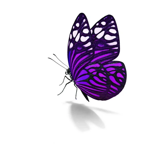 Красива барвиста метелик — стокове фото