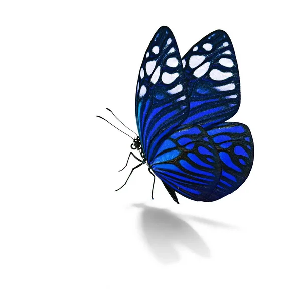美しいカラフルな蝶 — ストック写真