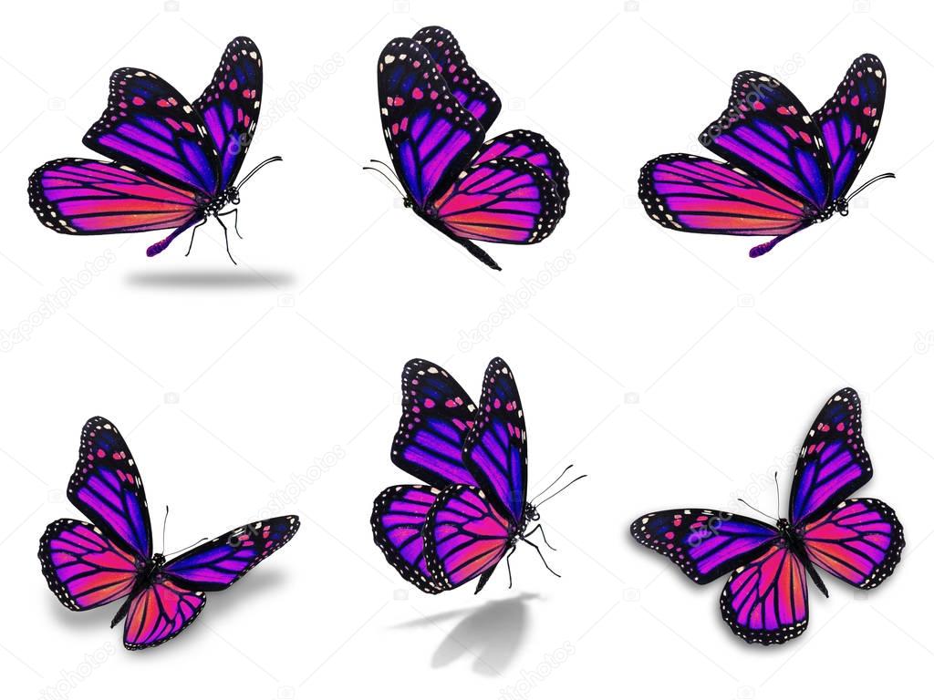 monarch butterflies set