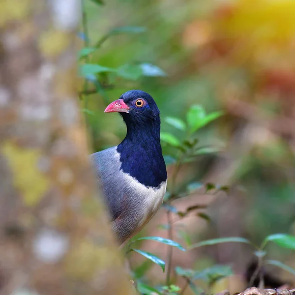 Uccello a cucù di terra con becco di corallo — Foto Stock