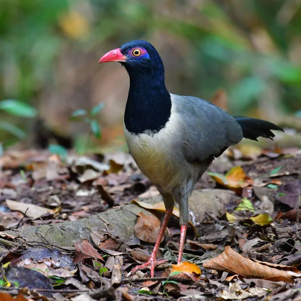 Coral-billed Ground Cuckoo Bird — Stock Photo, Image