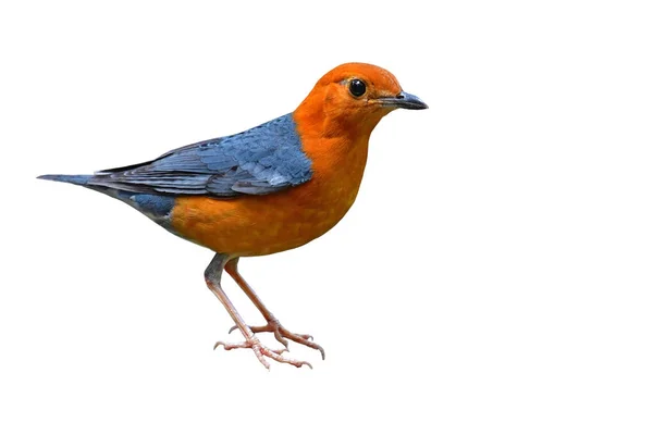 オレンジ向かった鳥ツグミ — ストック写真