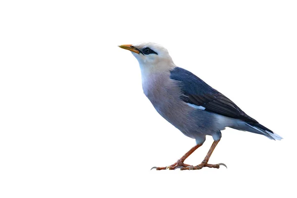 Şarap gibi göğüslü Myna kuş — Stok fotoğraf