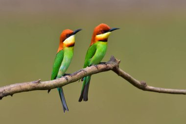 arı kuşugiller Kestane başlı kuş