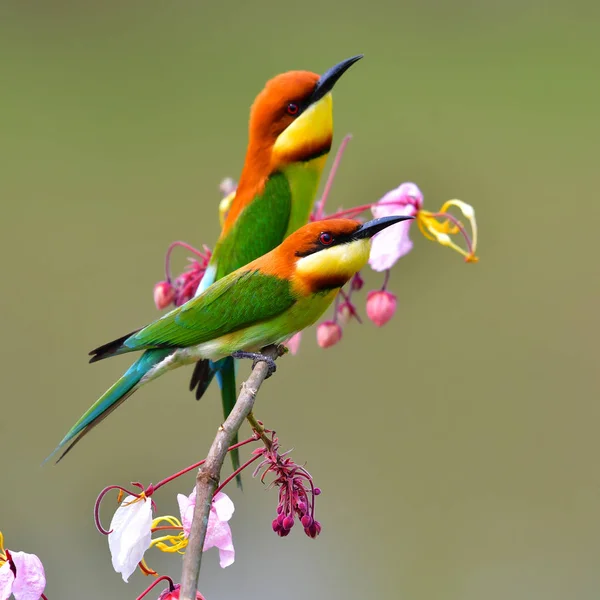 Uccello mangiatore di api dalla testa castana — Foto Stock