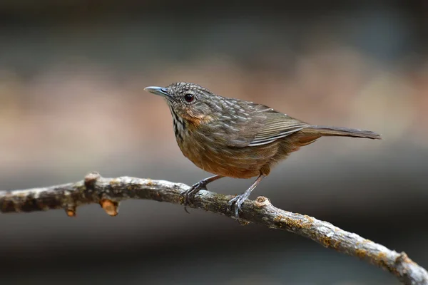 Kalkstein-Plaudervogel — Stockfoto